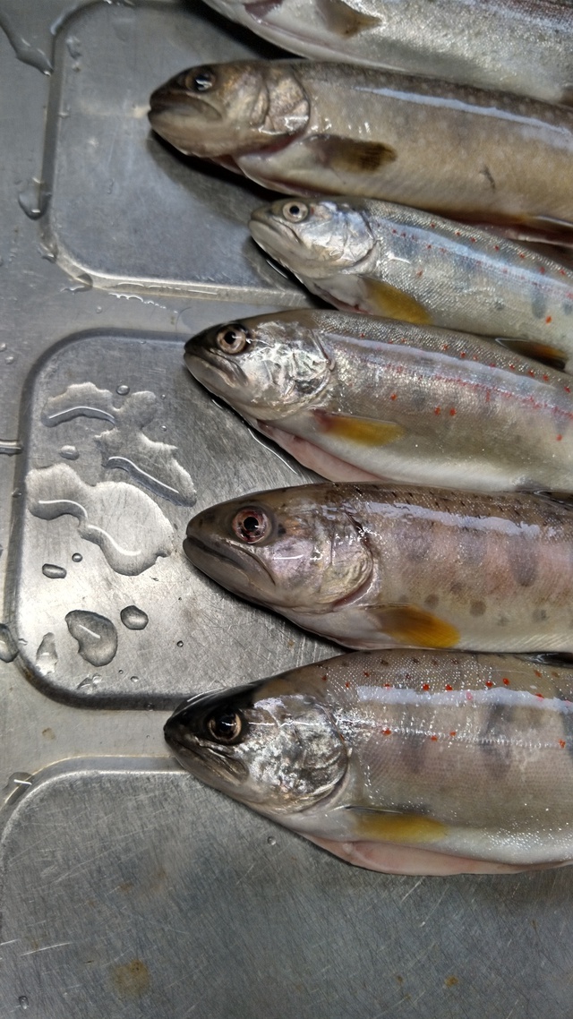 山梨県に1泊 釣りしに行ってきた 山梨県に1泊 釣りしに行ってきた