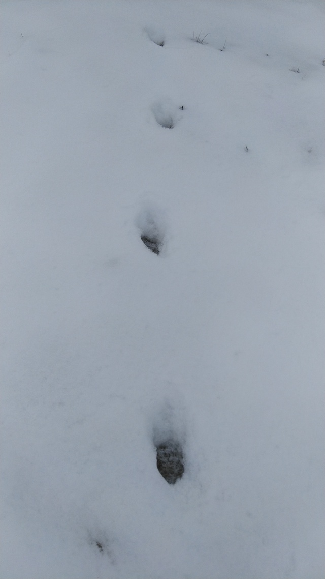 今年初キャン!ブルーサミットオートキャンプ場に行ってきた 今年初キャン!ブルーサミットオートキャンプ場に行ってきた