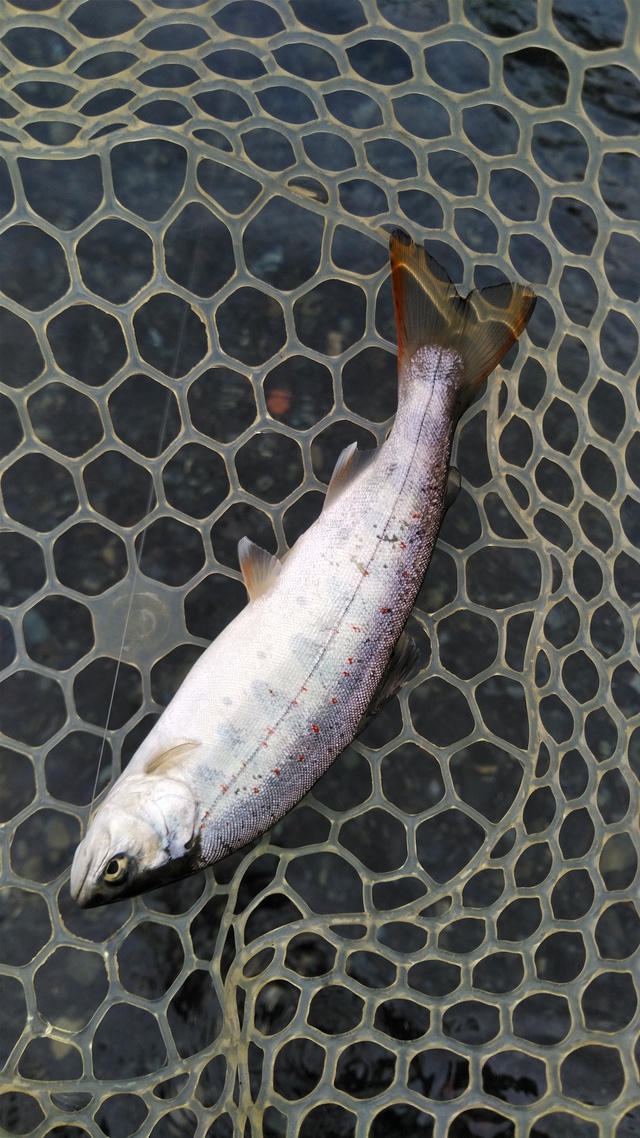 山梨県に1泊 釣りしに行ってきた 山梨県に1泊 釣りしに行ってきた