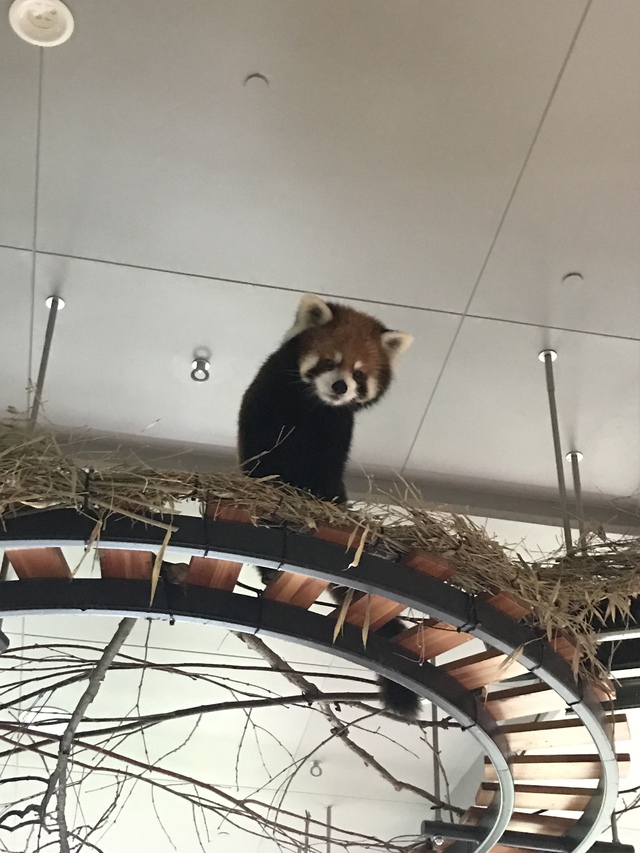 レッサーパンダの行動展示。かなり写真慣れしている。 レッサーパンダの行動展示。かなり写真慣れしている。