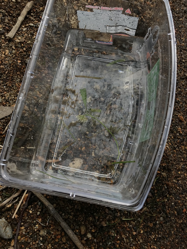 洞爺湖の魚。小さくて見えない。 洞爺湖の魚。小さくて見えない。
