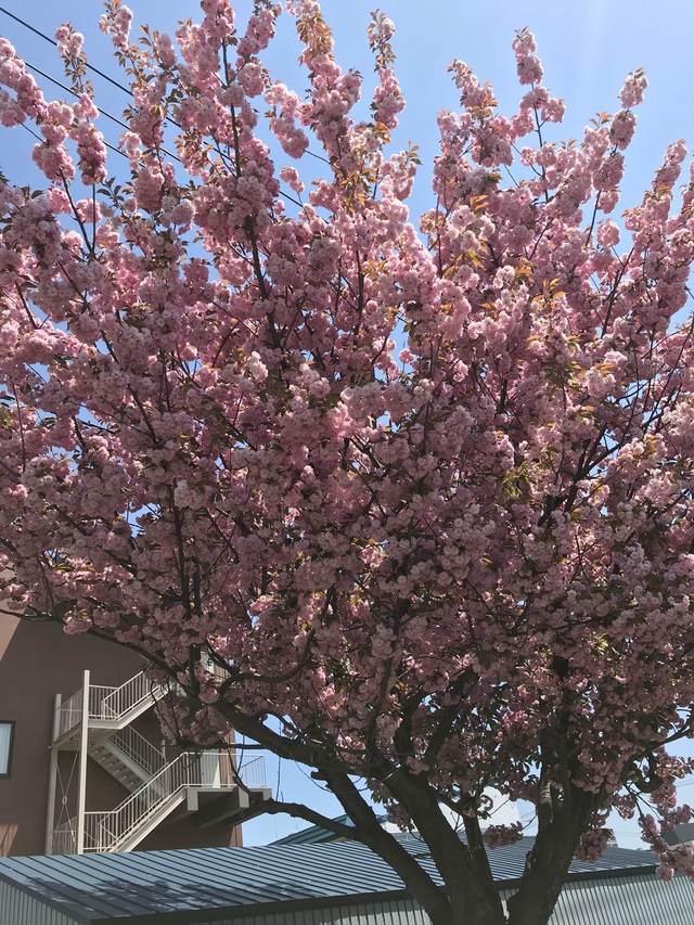 通勤の時にパチリ。満開の桜が咲いていた。