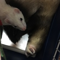 新入りくんの紹介 新入りくんの紹介