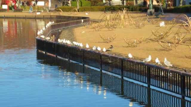 2024年、最初の蓮華寺池公園へ2024/01/01 2024年、最初の蓮華寺池公園へ2024/01/01