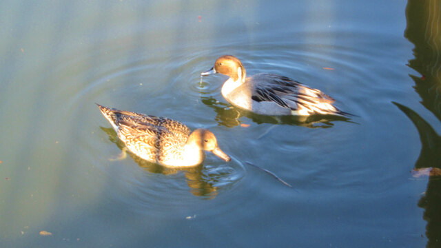 2024年、最初の蓮華寺池公園へ2024/01/01 2024年、最初の蓮華寺池公園へ2024/01/01