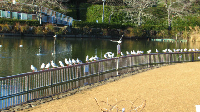 2024年、最初の蓮華寺池公園へ2024/01/01 2024年、最初の蓮華寺池公園へ2024/01/01