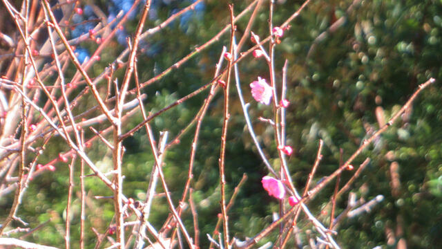 2024年、最初の蓮華寺池公園へ2024/01/01 2024年、最初の蓮華寺池公園へ2024/01/01