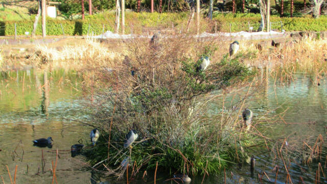 2024年、最初の蓮華寺池公園へ2024/01/01 2024年、最初の蓮華寺池公園へ2024/01/01