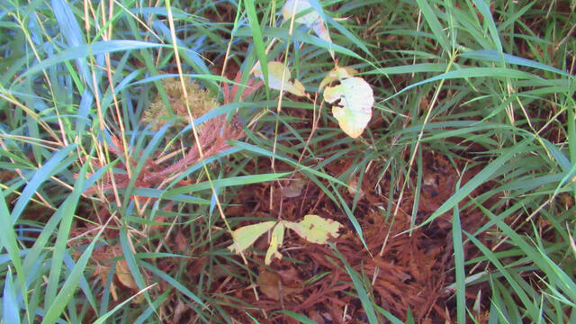 2024年、最初の蓮華寺池公園へ2024/01/01 2024年、最初の蓮華寺池公園へ2024/01/01
