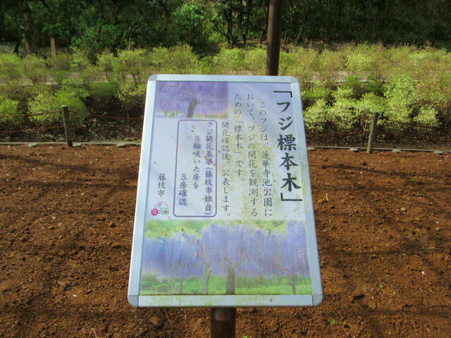 山菜採りと蓮華寺池公園2024/04/07