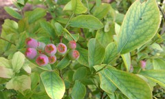 箱根の家庭菜園は実りの初夏を迎えています!