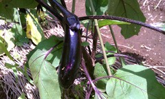 箱根の家庭菜園は実りの初夏を迎えています!