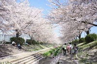 桜の花道。