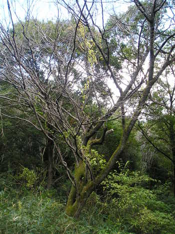 香川県満濃池森林公園
