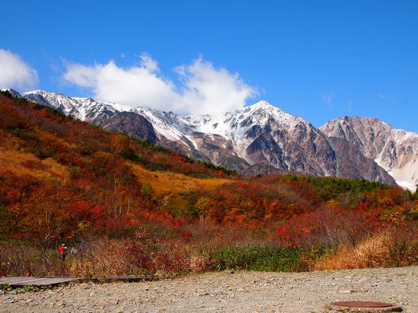 唐松岳~白馬三山を望む 紅葉山遊び*