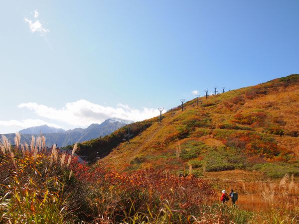 唐松岳~白馬三山を望む 紅葉山遊び*