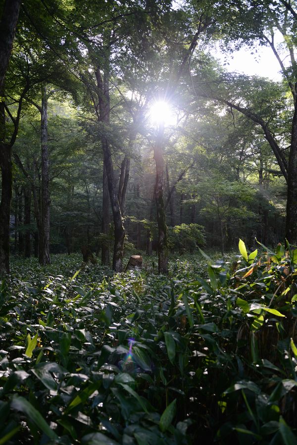 夏山!!①