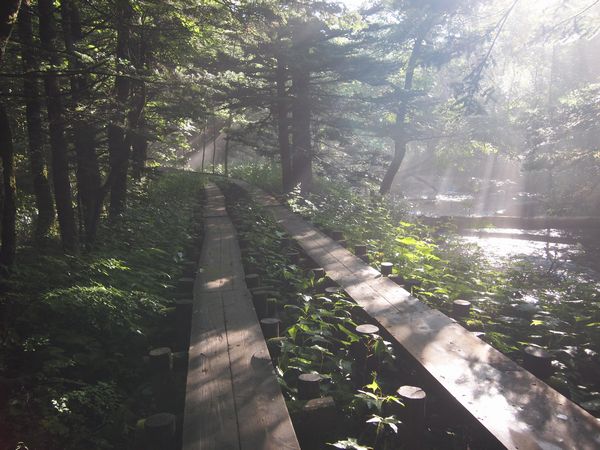 夏山!!①
