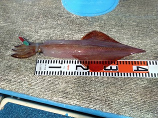 イカ釣りに・・