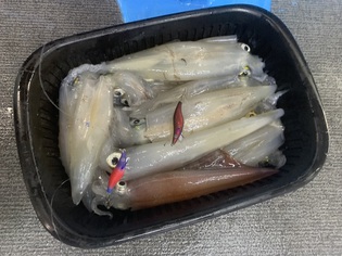イカ釣りに・・