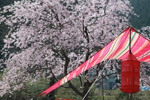 夜桜キャンプ！平成28年第２回ファミリーキャンプin福井県坂井市「たけくらべ広場」