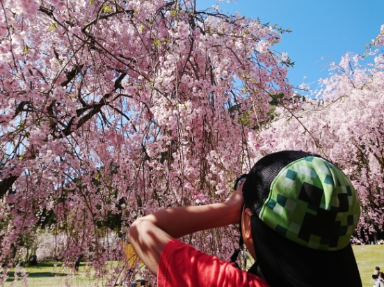 今年のランステ初張りは「竹田の里しだれ桜まつり」