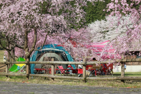 夜桜キャンプ！平成28年第２回ファミリーキャンプin福井県坂井市「たけくらべ広場」
