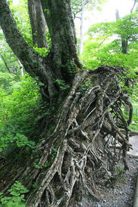 * 階段 階段 階段 階段 * 大山夏山登山道