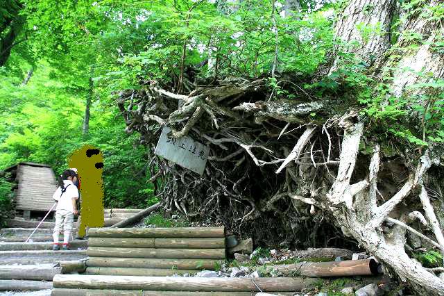 * 階段 階段 階段 階段 * 大山夏山登山道