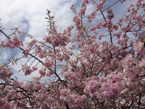 チビたちと一緒に賤機山