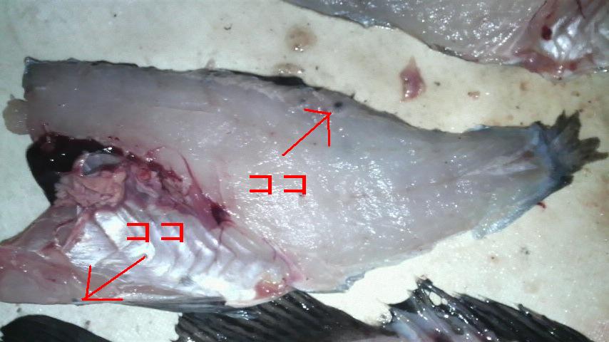ソイ、寄生虫!? 2