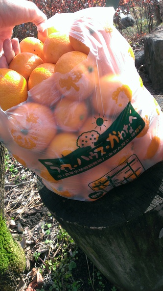 身近でも果物狩り楽しめる！埼玉県春日部市でみかん狩り