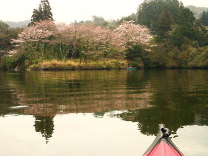 お花見カヌー 亀山湖♪ お花見カヌー 亀山湖♪