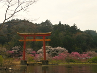 お花見カヌー 亀山湖♪