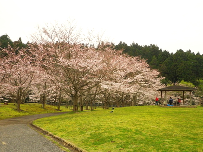 お花見カヌー 亀山湖♪ お花見カヌー 亀山湖♪