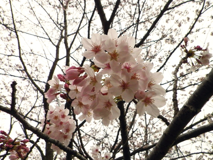 お花見カヌー 亀山湖♪ お花見カヌー 亀山湖♪