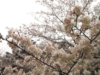 お花見カヌー 亀山湖♪