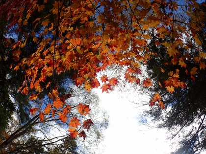 Autumn in Oze National Park ♪ Autumn in Oze National Park ♪