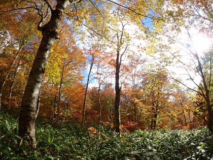Autumn in Oze National Park ♪ Autumn in Oze National Park ♪