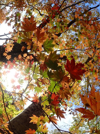 Autumn in Oze National Park ♪ Autumn in Oze National Park ♪
