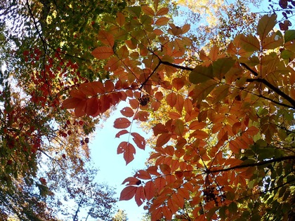 Autumn in Oze National Park ♪ Autumn in Oze National Park ♪