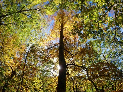 Autumn in Oze National Park ♪ Autumn in Oze National Park ♪