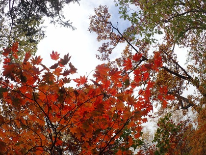 Autumn in Oze National Park ♪ Autumn in Oze National Park ♪