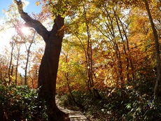 Autumn in Oze National Park ♪