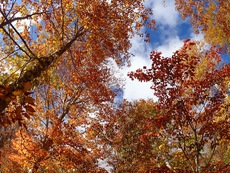 Autumn in Oze National Park ♪