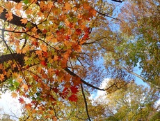 Autumn in Oze National Park ♪