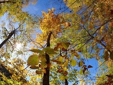Autumn in Oze National Park ♪