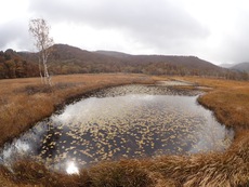 Autumn in Oze National Park ♪