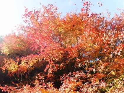 亀山湖 紅葉ツーリング ♪ 亀山湖 紅葉ツーリング ♪