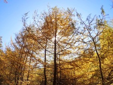 紅葉の中禅寺湖 カヤックでのんびり♪